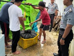 Lapas Pati Panen 200 Kg Ikan Lele