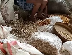 Usaha Pengolahan Limbah Plastik di Desa Sukoharjo Pati Diduga Jual Sampah Bawang Putih Sisa Produksi