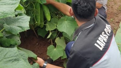 Foto: Warga binaan Lapas Kelas II B Pati panen Timun.(Portalljateng/Dns)