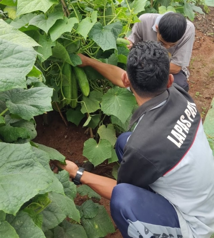 Foto: Warga binaan Lapas Kelas II B Pati panen Timun.(Portalljateng/Dns)