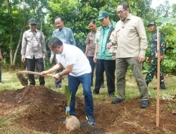 Panen Cuan! 10.000 Bibit Kelapa Gratis Ubah Nasib Petani Pati