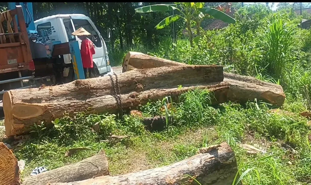 Foto: Pantauan di lapangan menunjukkan proses eksekusi jati yang telah lama tumbang.(Portalljateng/Yn)