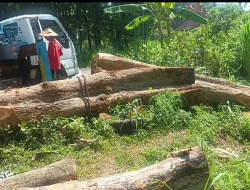 Foto: Pantauan di lapangan menunjukkan proses eksekusi jati yang telah lama tumbang.(Portalljateng/Yn)