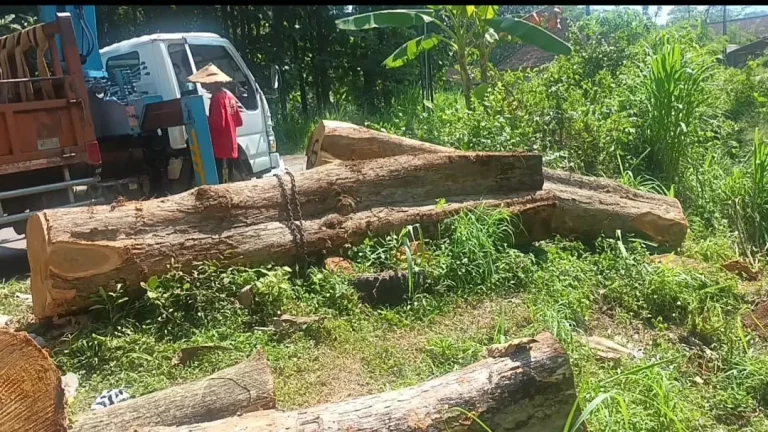 Foto: Pantauan di lapangan menunjukkan proses eksekusi jati yang telah lama tumbang.(Portalljateng/Yn)